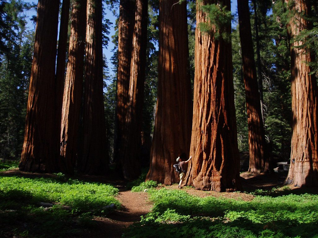 cypress grove national park